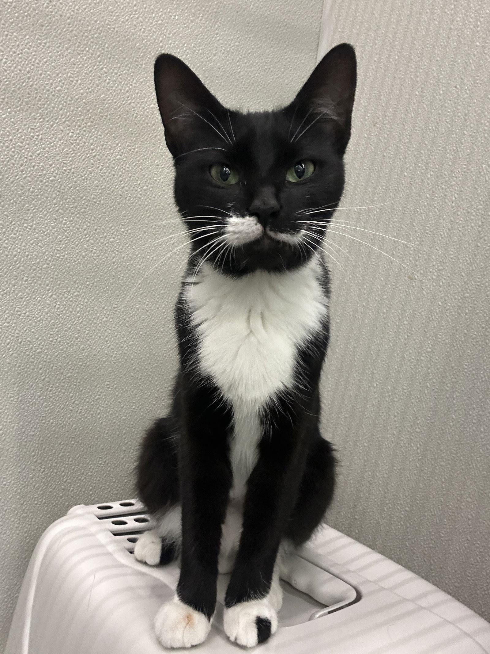 Nina, Adoptable, Young Female Domestic Short Hair.