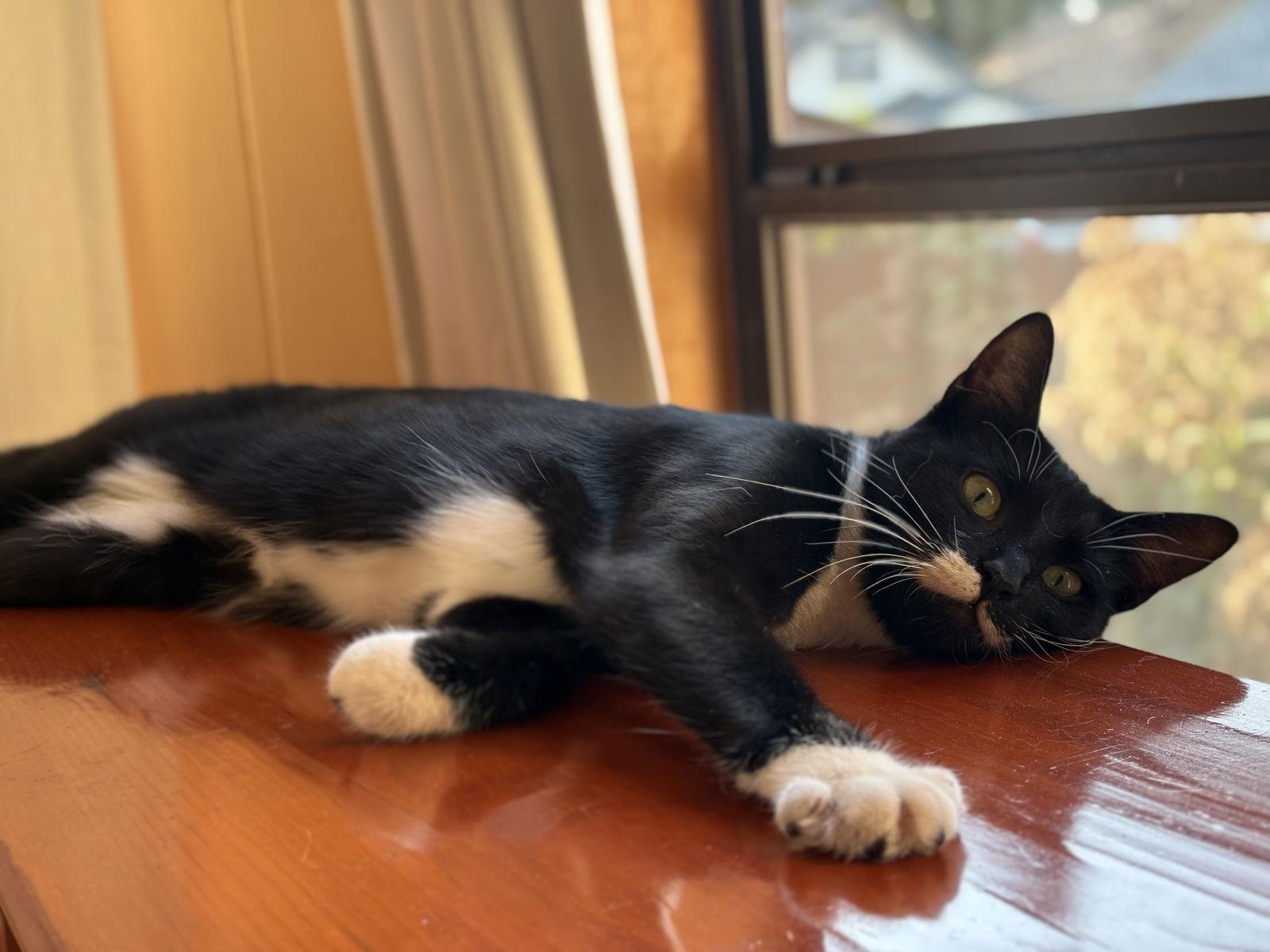 Nina *Meet me 12/13 @ PSP Fridley!*, a Adoptable Domestic Short Hair in Crystal, MN image 2/3