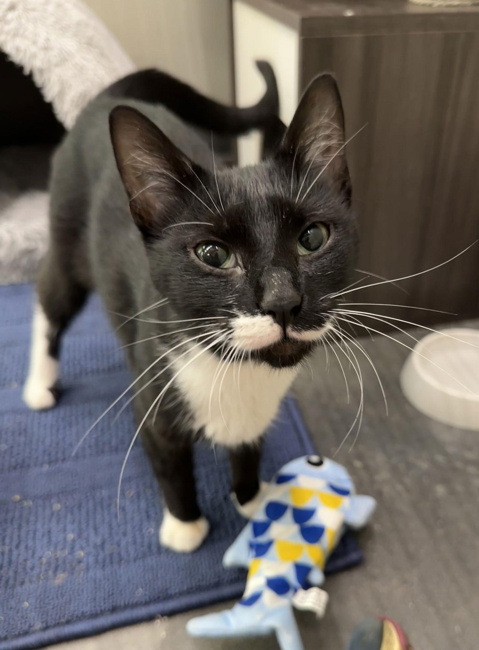 Nina *Meet me 12/13 @ PSP Fridley!*, a Adoptable Domestic Short Hair in Crystal, MN image 3/3