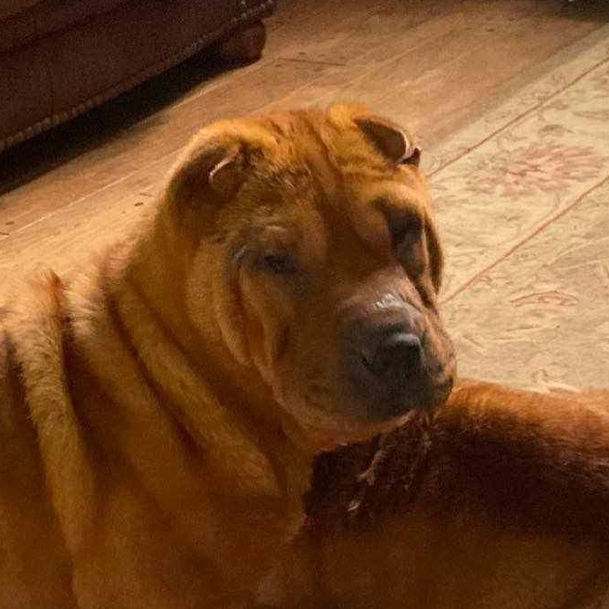 Enlarge Penny, a Adoptable Shar-Pei in Cameron, NC image 1/2