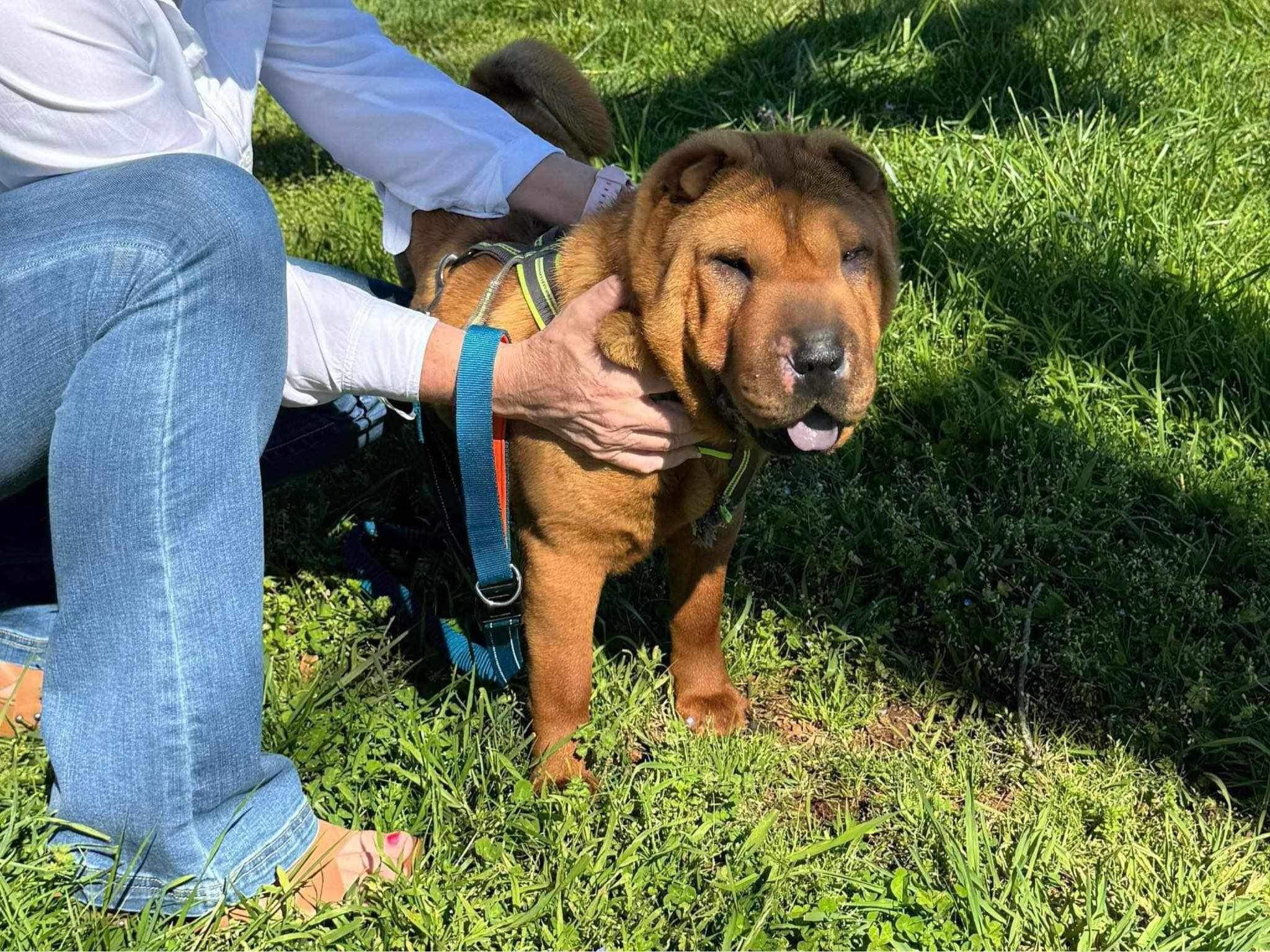 Enlarge Penny, a Adoptable Shar-Pei in Cameron, NC image 2/2