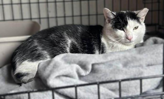 Enlarge Eldrond, a ADOPTABLE Domestic Short Hair in Roslindale, MA image 5/5