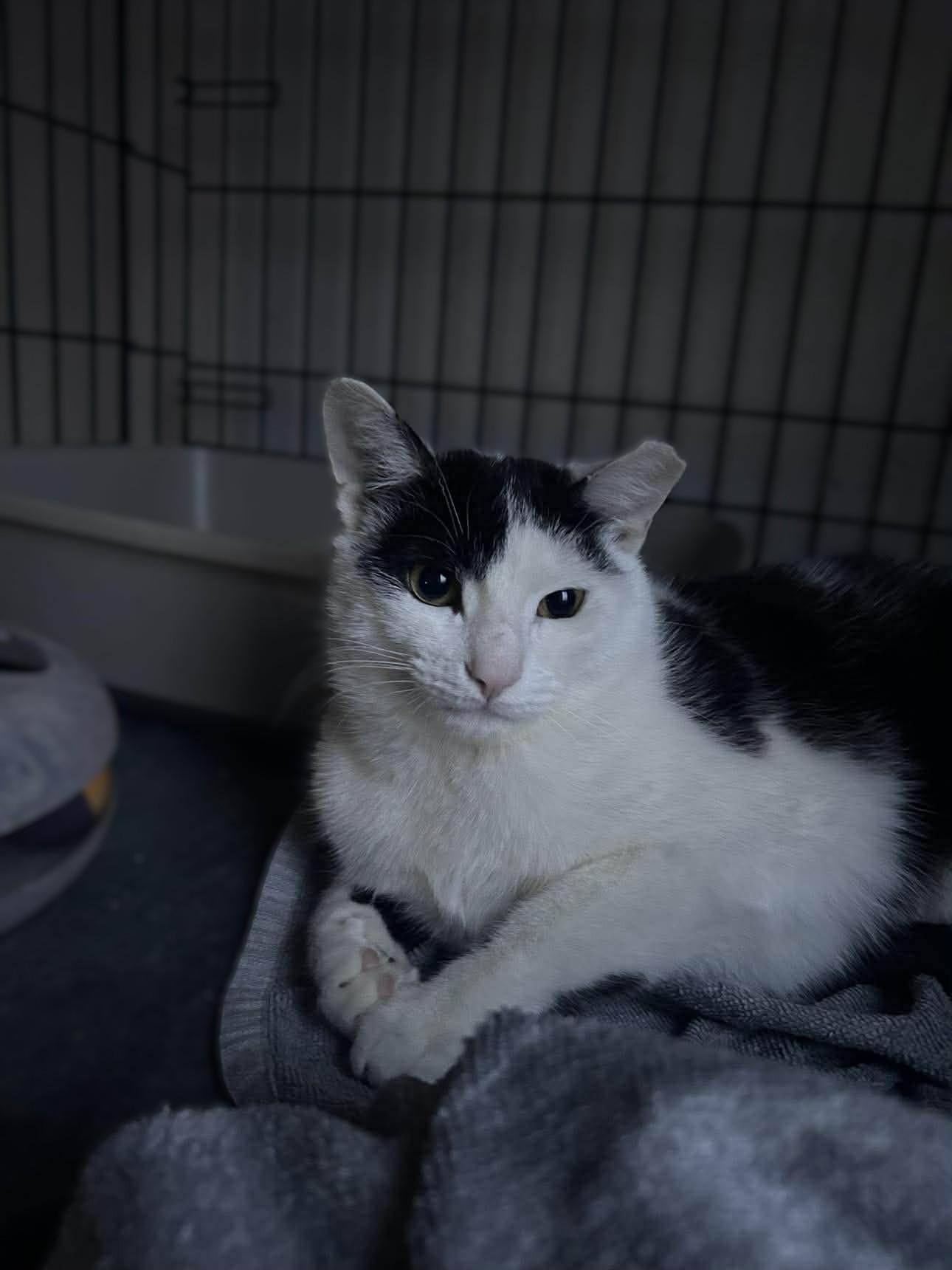Enlarge Eldrond, a ADOPTABLE Domestic Short Hair in Roslindale, MA image 2/5