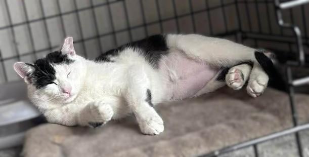 Eldrond, ADOPTABLE, Young Male Domestic Short Hair.