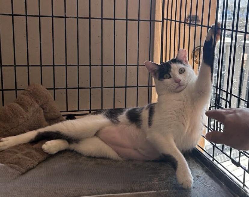Enlarge Eldrond, a ADOPTABLE Domestic Short Hair in Roslindale, MA image 4/5