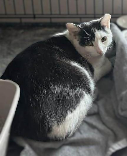 Enlarge Eldrond, a ADOPTABLE Domestic Short Hair in Roslindale, MA image 3/5