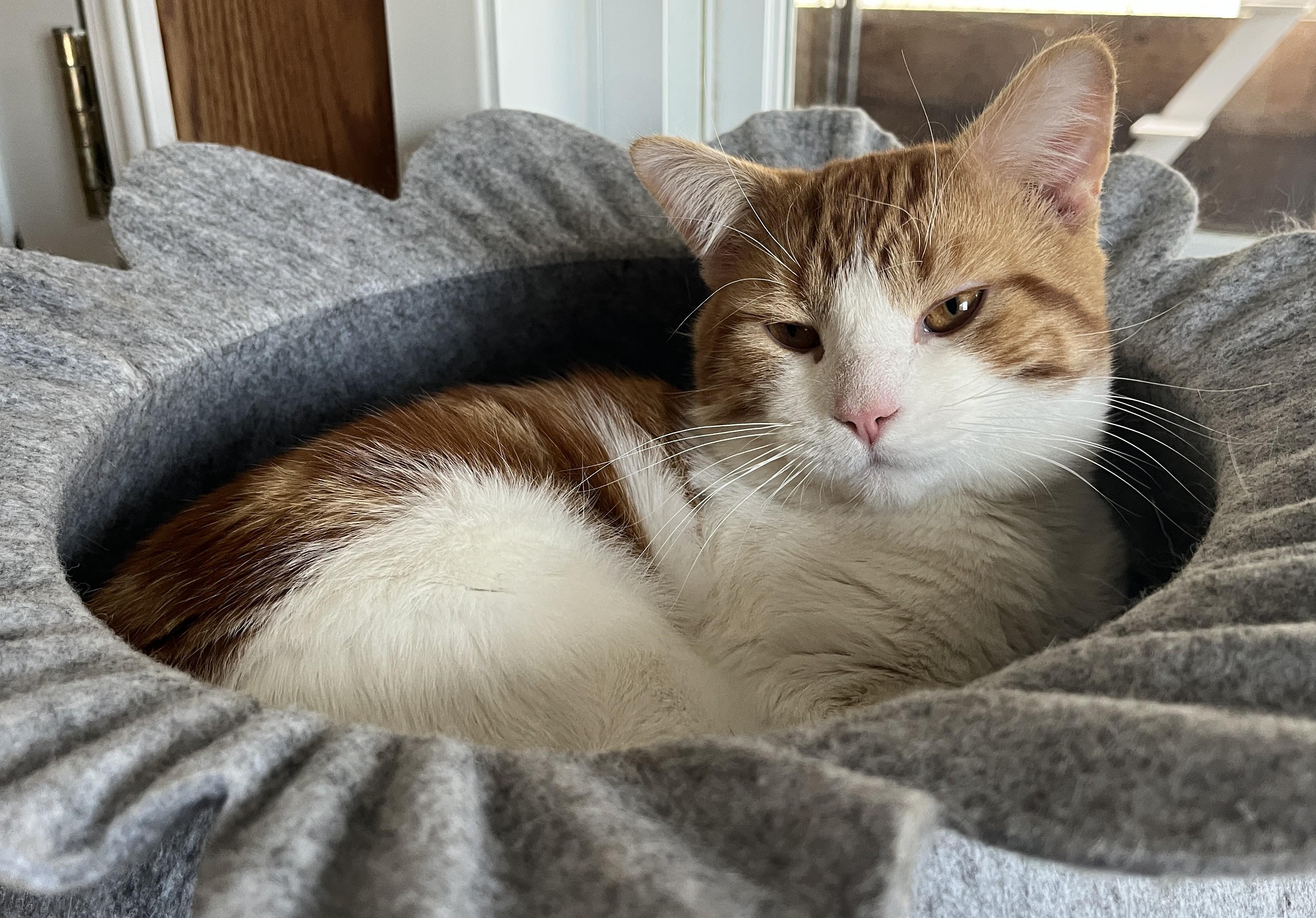 NACHO (CR/SC), an adopted American Shorthair in Sainte-Angele-de-Monnoir, QC image 6/6