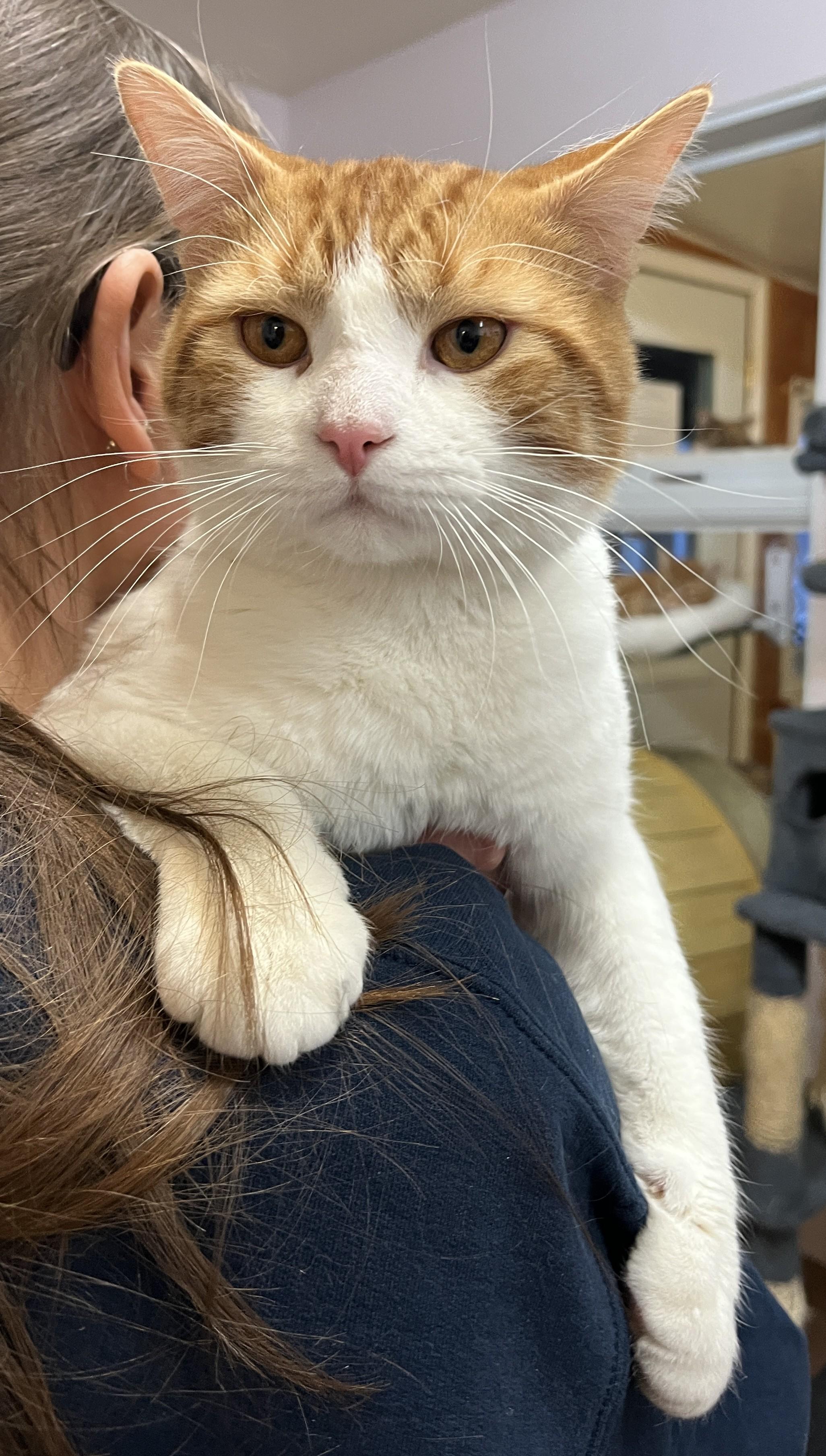 NACHO (CR/SC), an adopted American Shorthair in Sainte-Angele-de-Monnoir, QC image 2/6