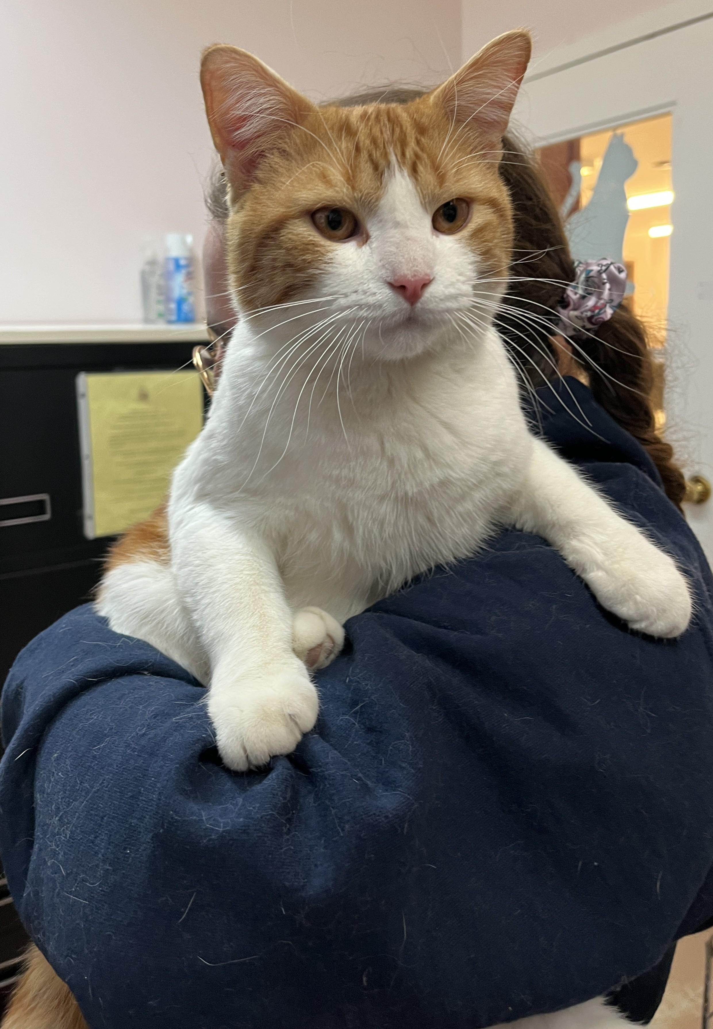 NACHO (CR/SC), an adopted American Shorthair in Sainte-Angele-de-Monnoir, QC image 3/6