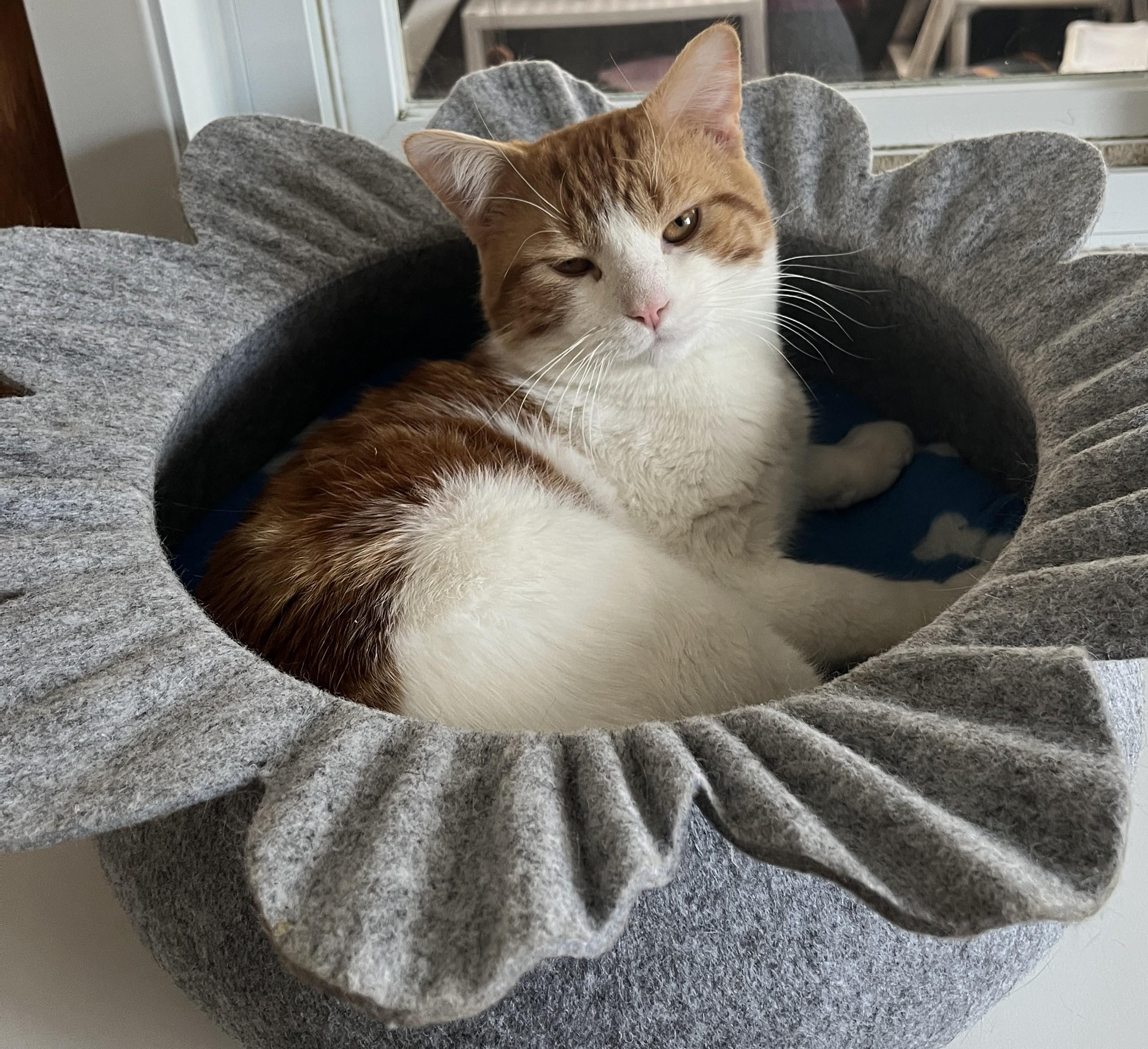 NACHO (CR/SC), an adopted American Shorthair in Sainte-Angele-de-Monnoir, QC image 1/6