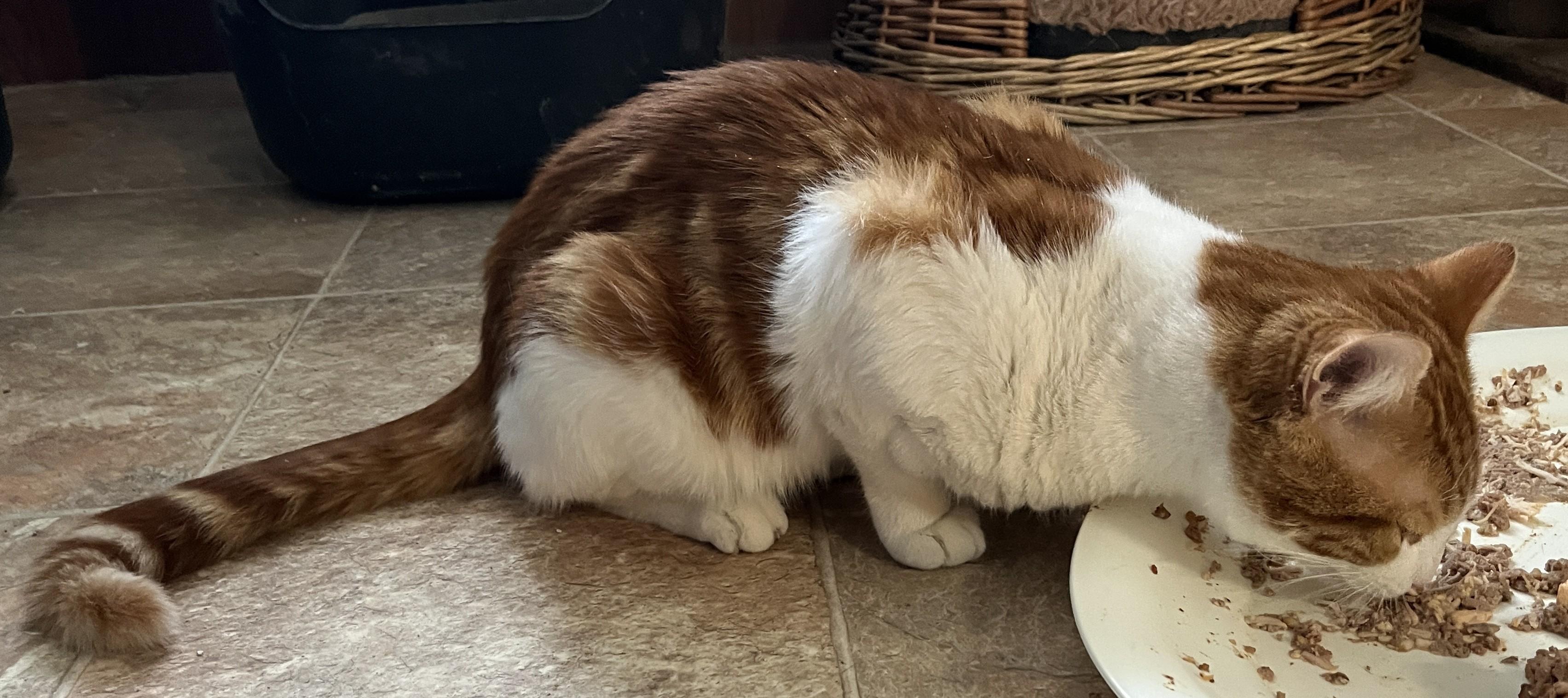 NACHO (CR/SC), an adopted American Shorthair in Sainte-Angele-de-Monnoir, QC image 4/6