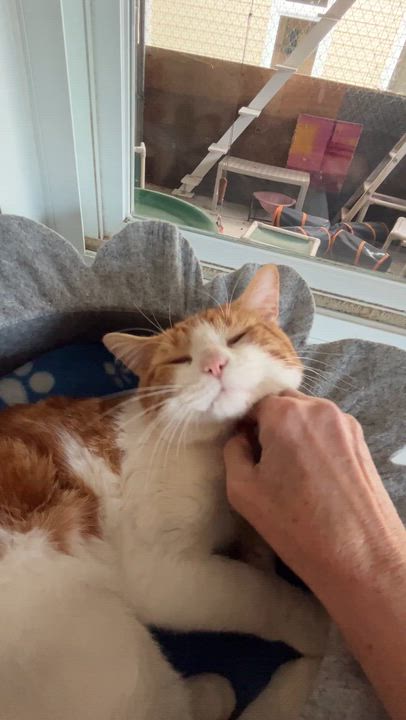 Enlarge NACHO (CR/SC), an adopted American Shorthair in Sainte-Angele-de-Monnoir, QC video 5/6