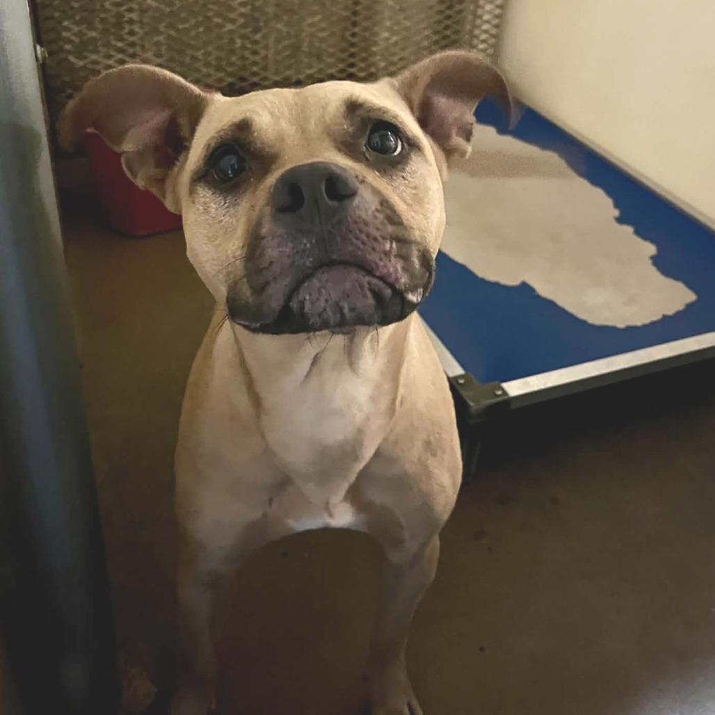 Enlarge Luna, a Adoptable mixed breed in Stephenville, TX image 2/2