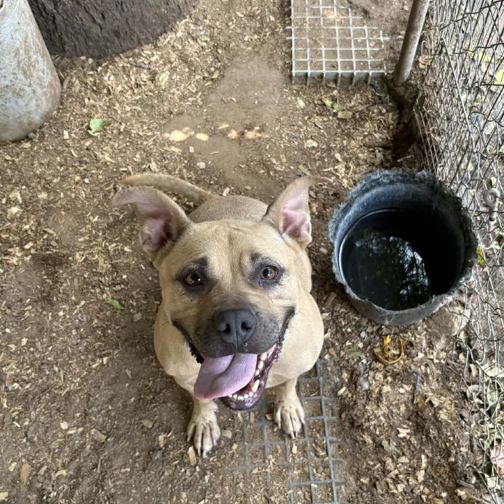 Luna, Adoptable, Adult Female Pit Bull Terrier & Mixed Breed.