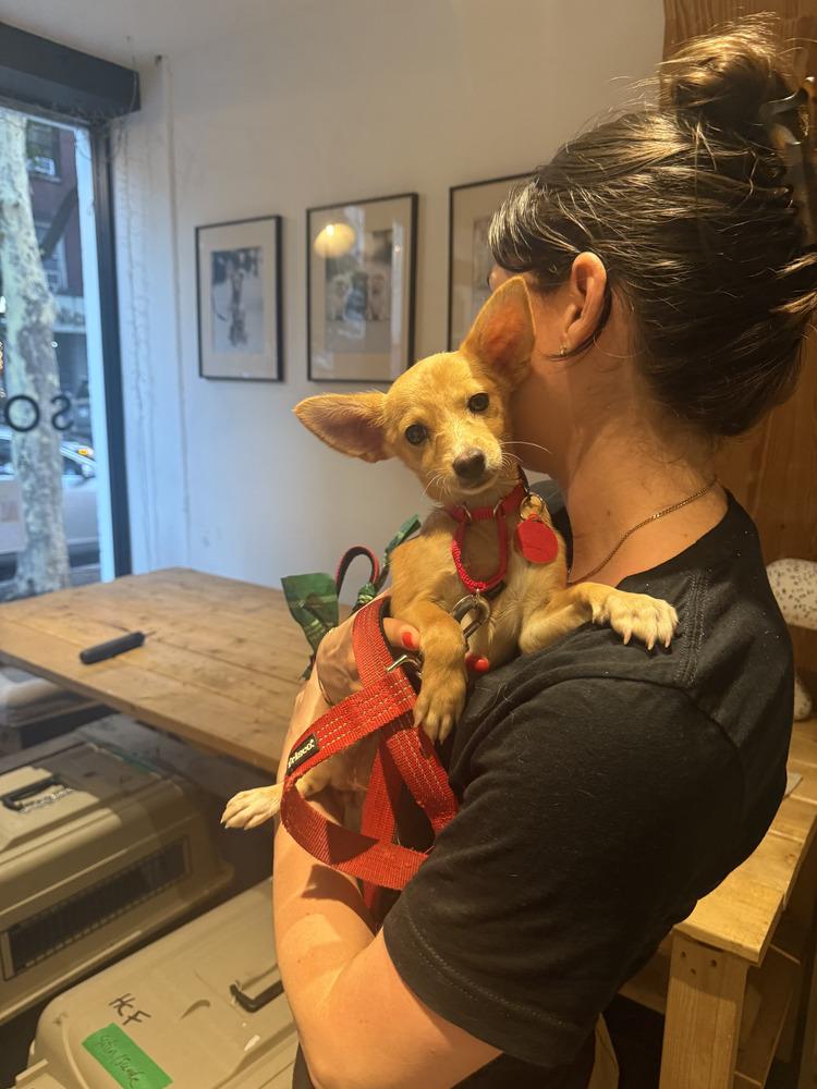 Satin, Adoptable, Puppy Female Terrier & Chihuahua.