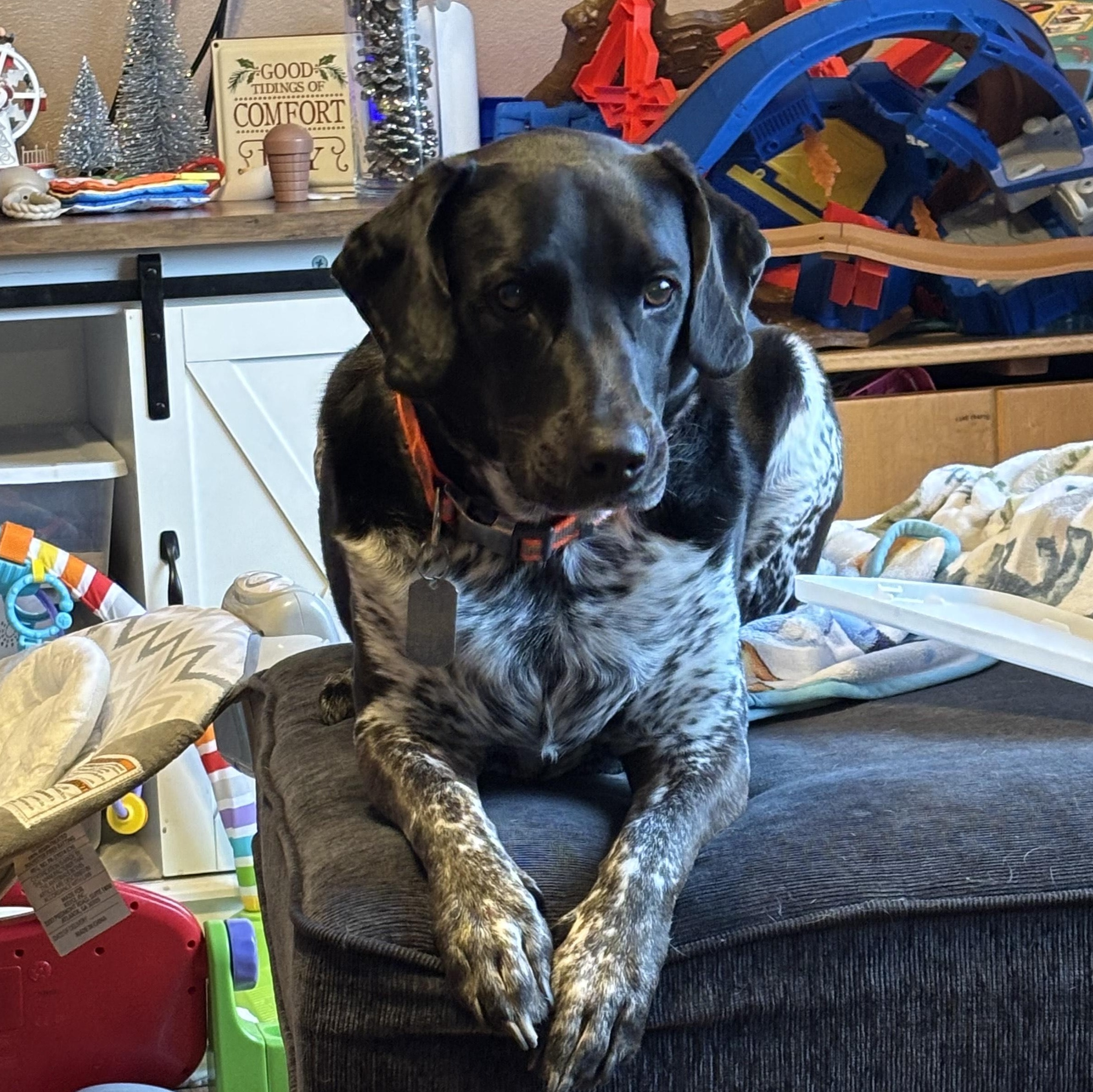 Goose, adopted, Adult Male Labrador Retriever & Beagle.