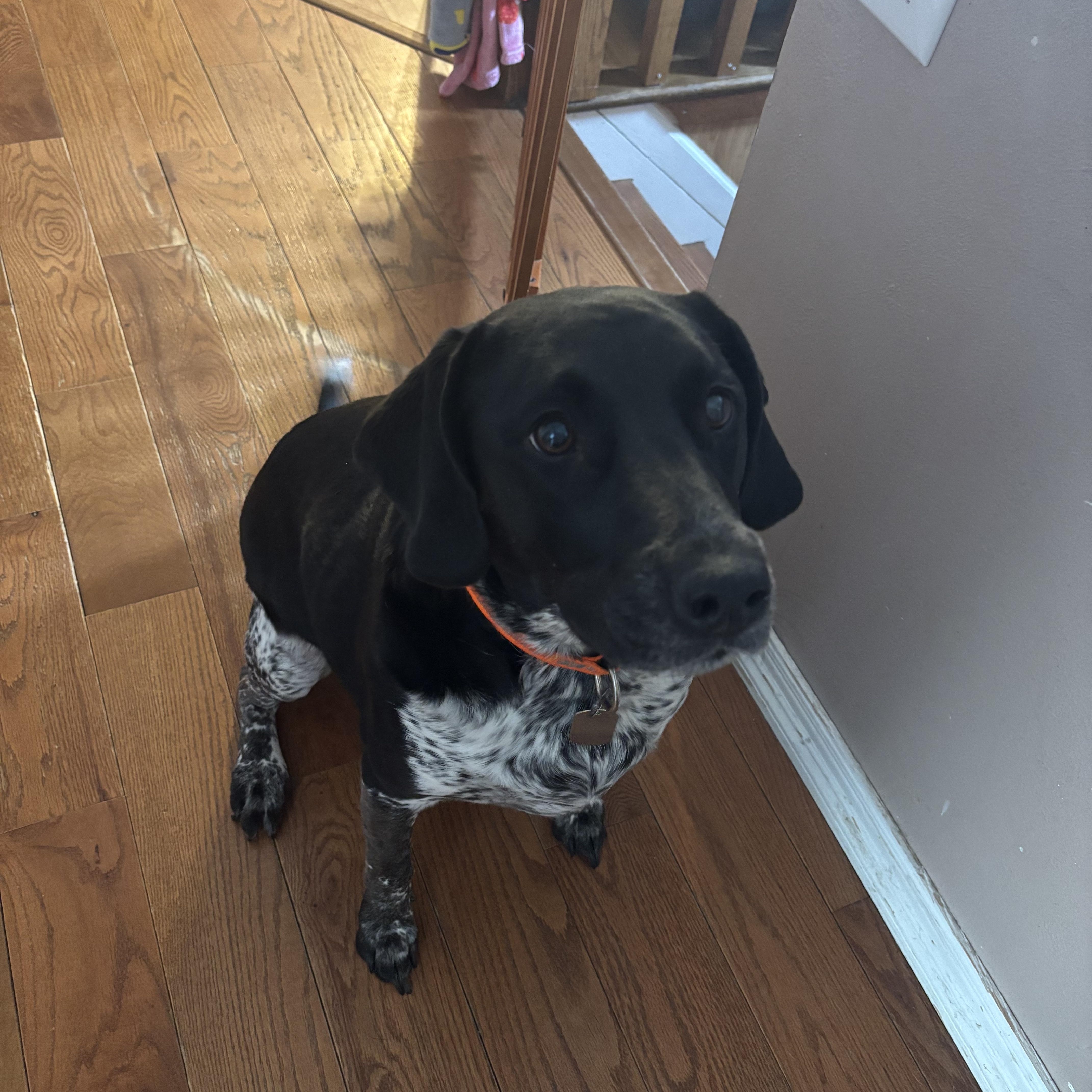 Goose, an adopted mixed breed in Mazon, IL image 2/3