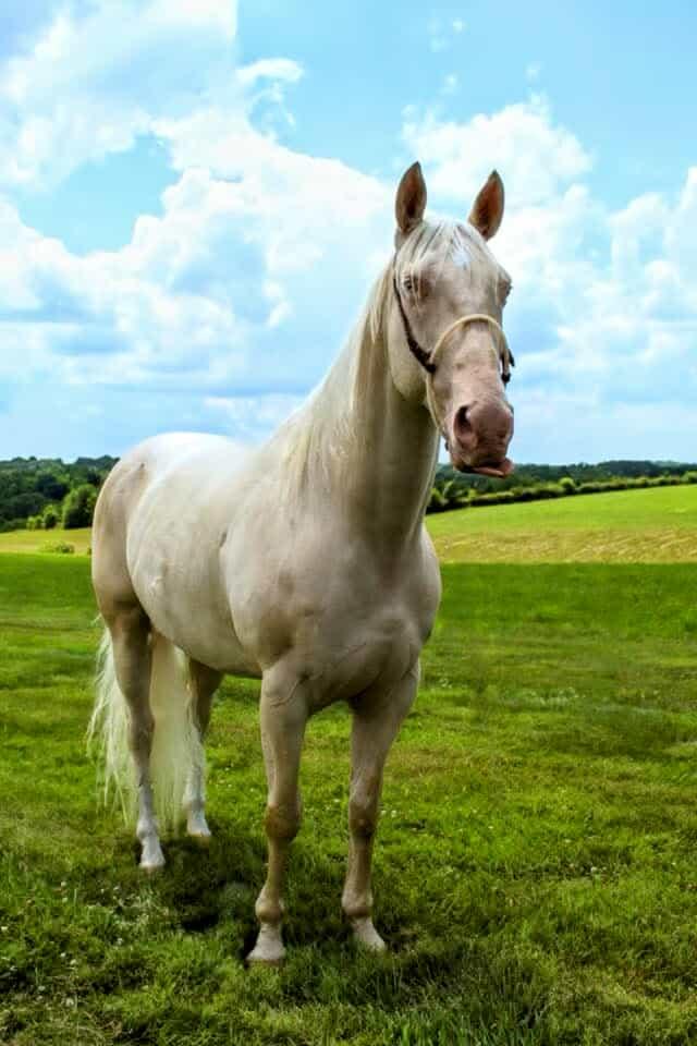 Enlarge Alfredo - 365 Division, a Adoptable Quarterhorse in Huntington, WV image 3/6