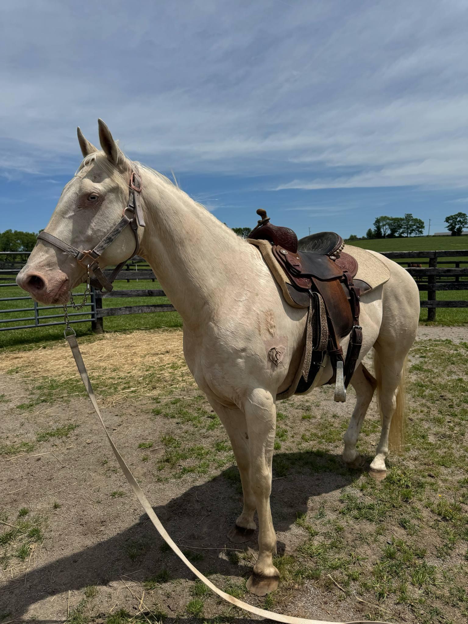 Enlarge Alfredo - 365 Division, a Adoptable Quarterhorse in Huntington, WV image 6/6