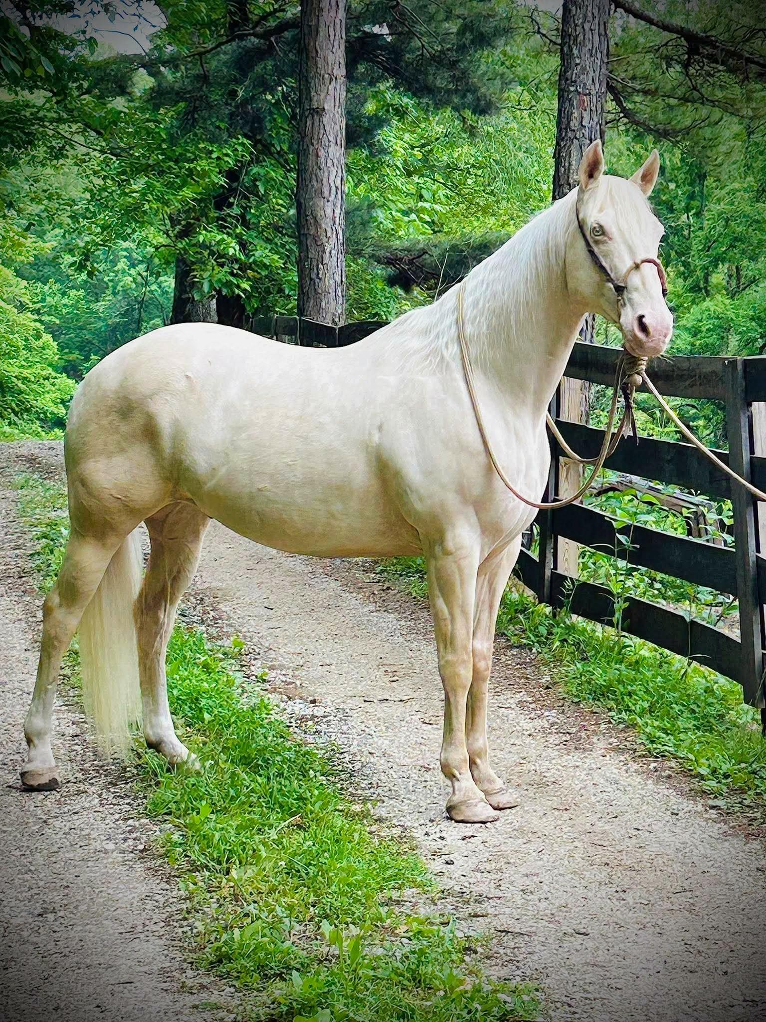 Enlarge Alfredo, a Adopted Quarterhorse in Huntington, WV image 1/5