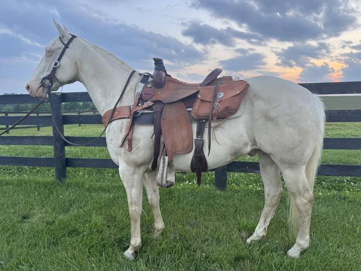 Enlarge Alfredo - 365 Division, a Adoptable Quarterhorse in Huntington, WV image 5/6