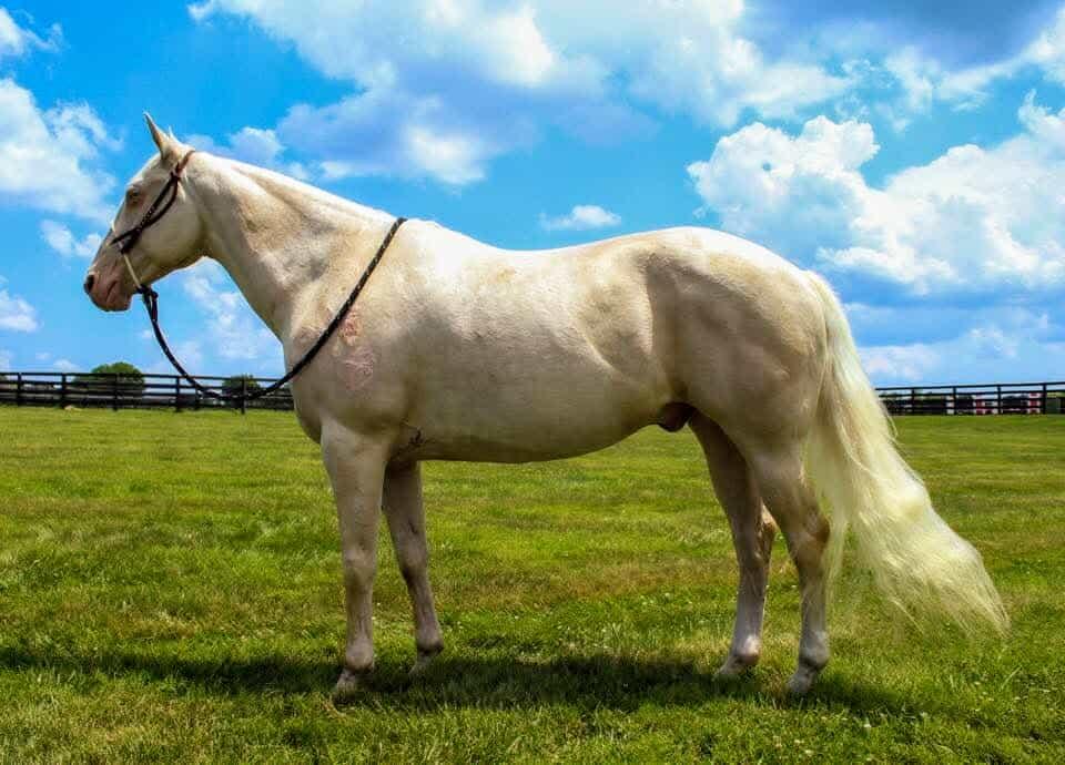 Enlarge Alfredo - 365 Division, a Adoptable Quarterhorse in Huntington, WV image 2/6