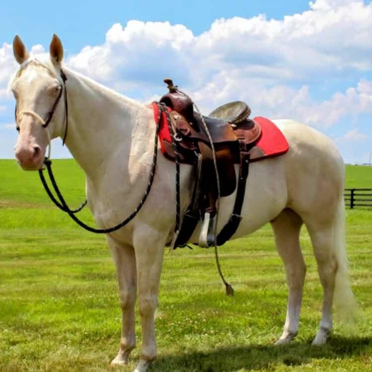 Alfredo - 365 Division, Adoptable, Adult Male Quarterhorse.