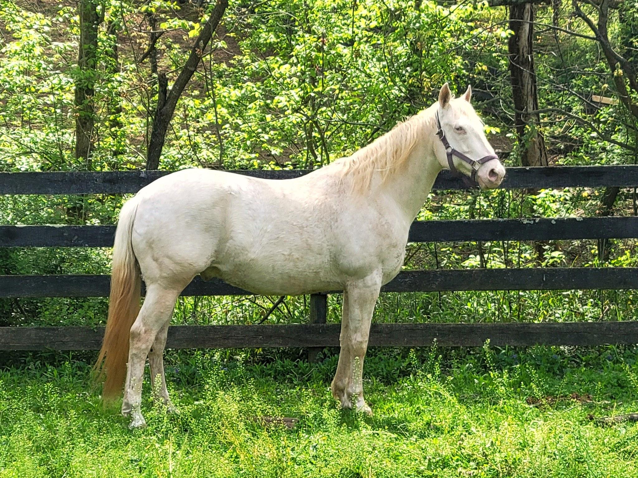 Enlarge Alfredo - 365 Division, a Adoptable Quarterhorse in Huntington, WV image 4/6