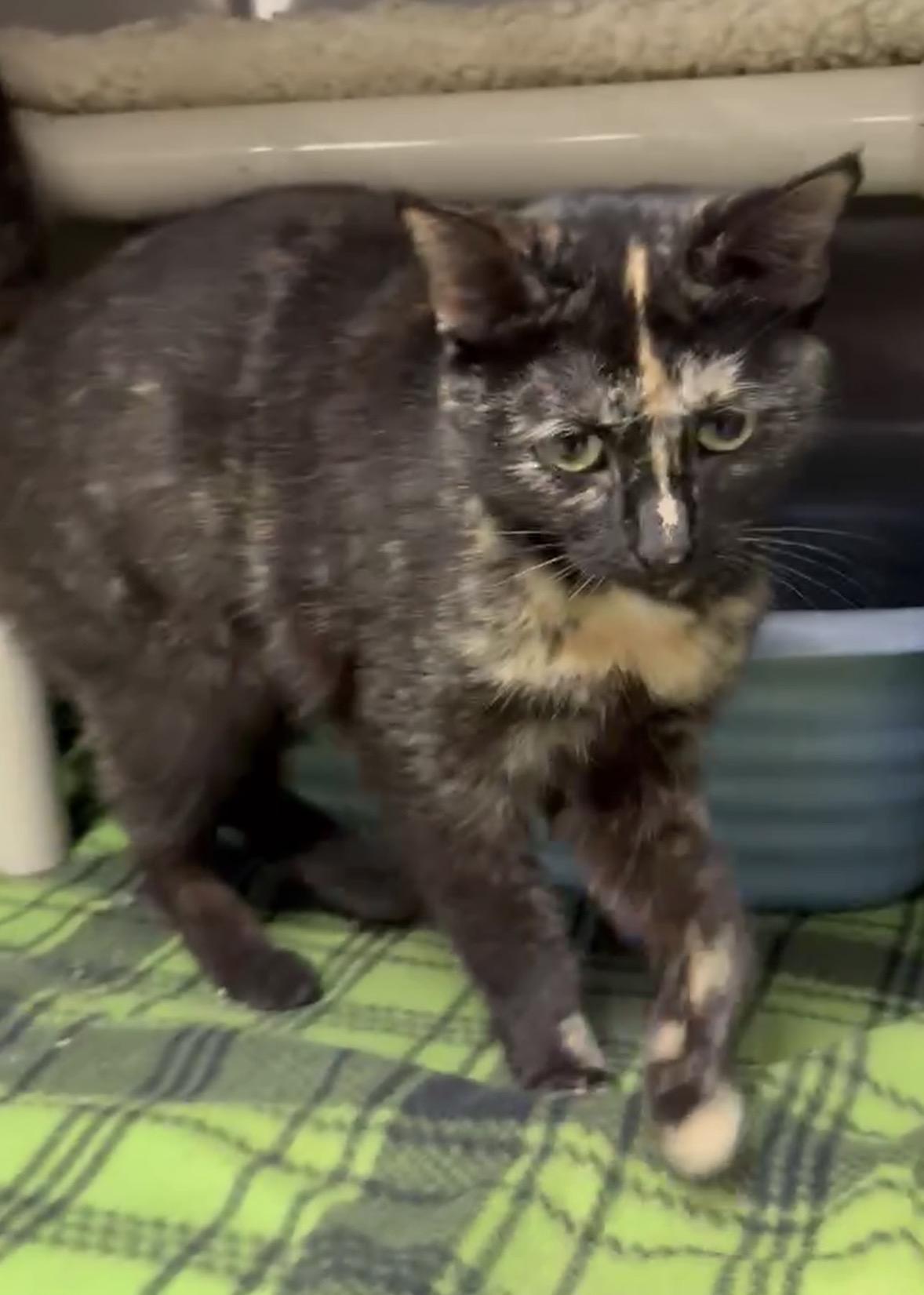 TAYLOR, an adoptable Domestic Short Hair in Wyandotte, MI image 2/3