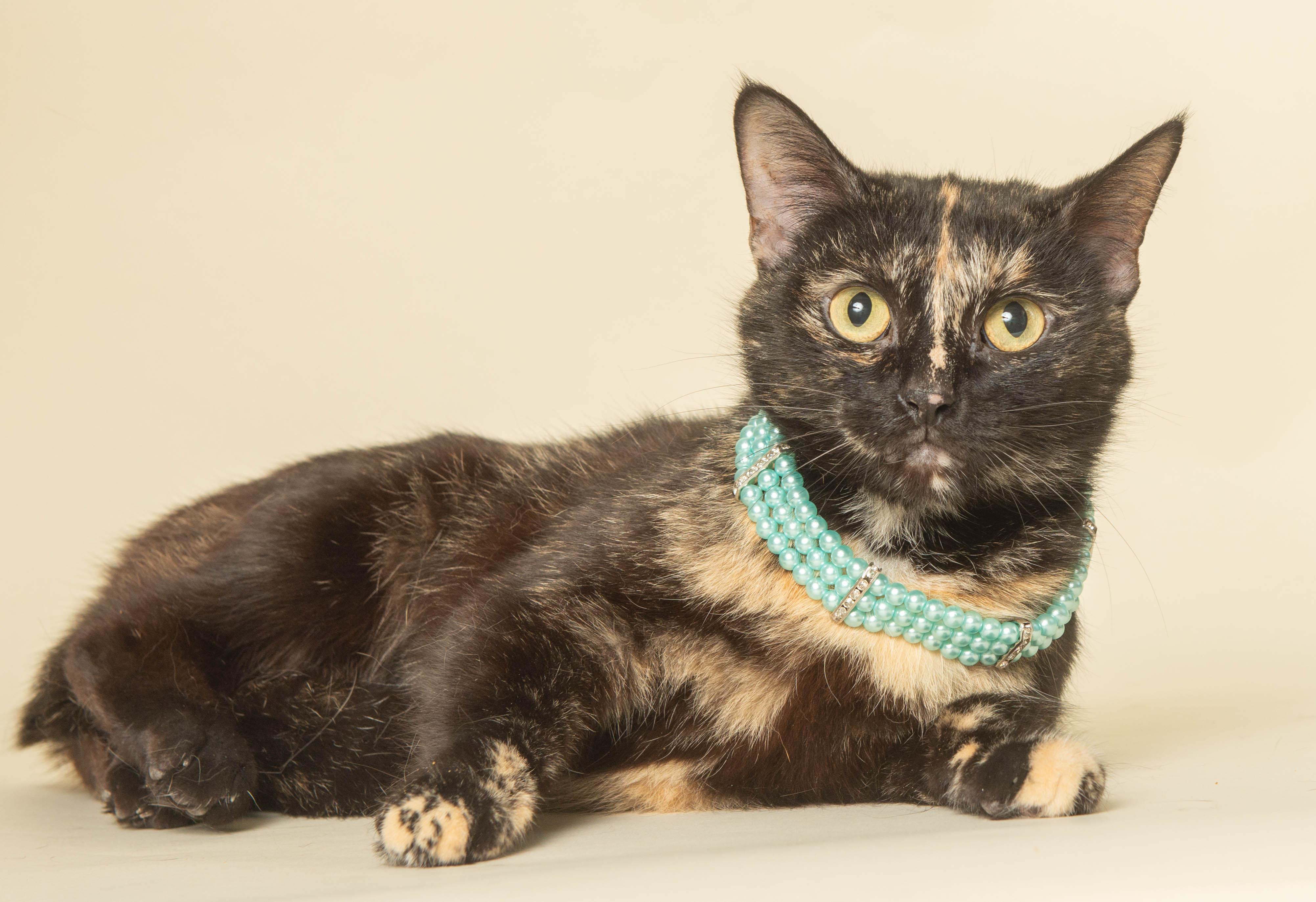 TAYLOR, adoptable, Young Female Domestic Short Hair.