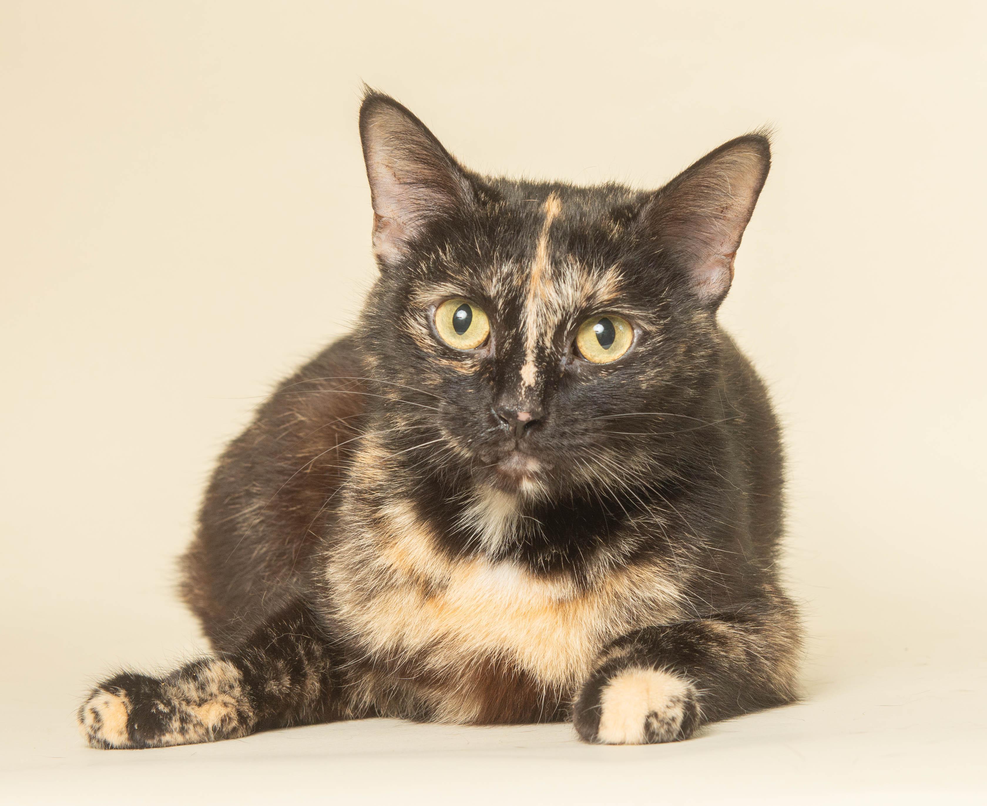 TAYLOR, an adoptable Domestic Short Hair in Wyandotte, MI image 3/3