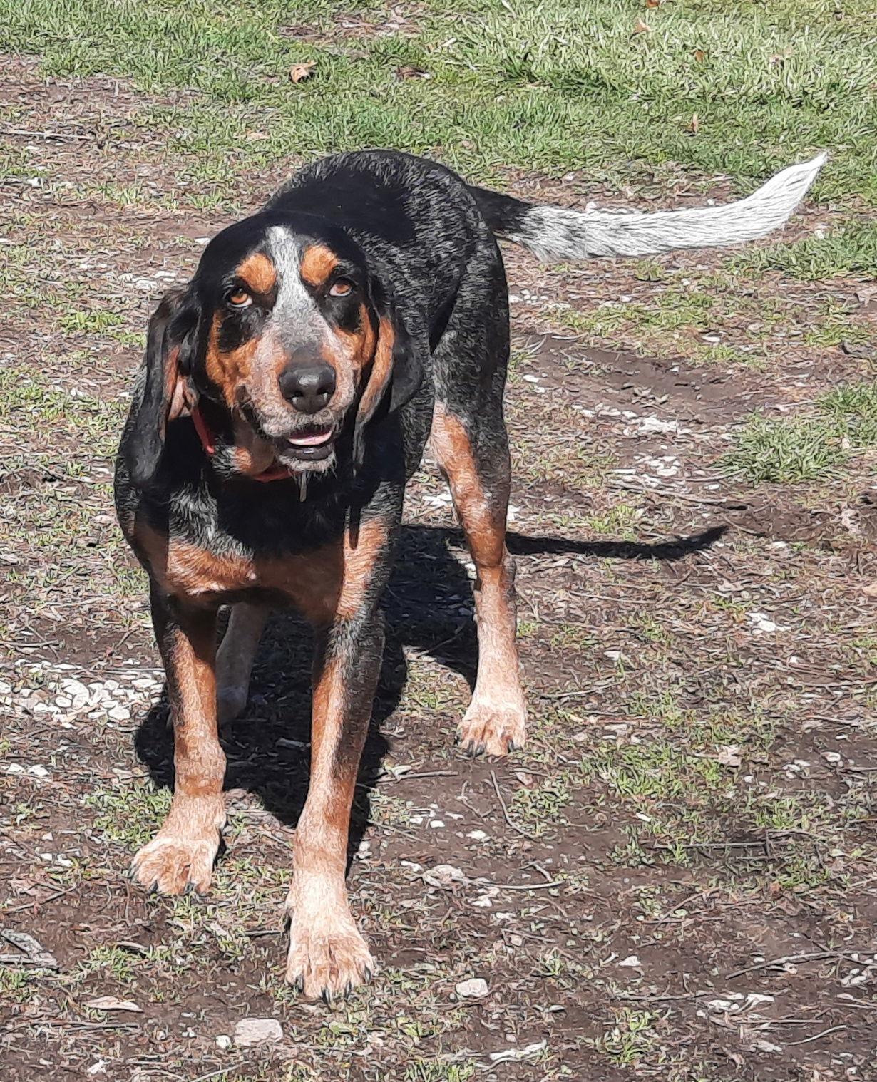 Cher, Adoptable, Young Female Bluetick Coonhound.