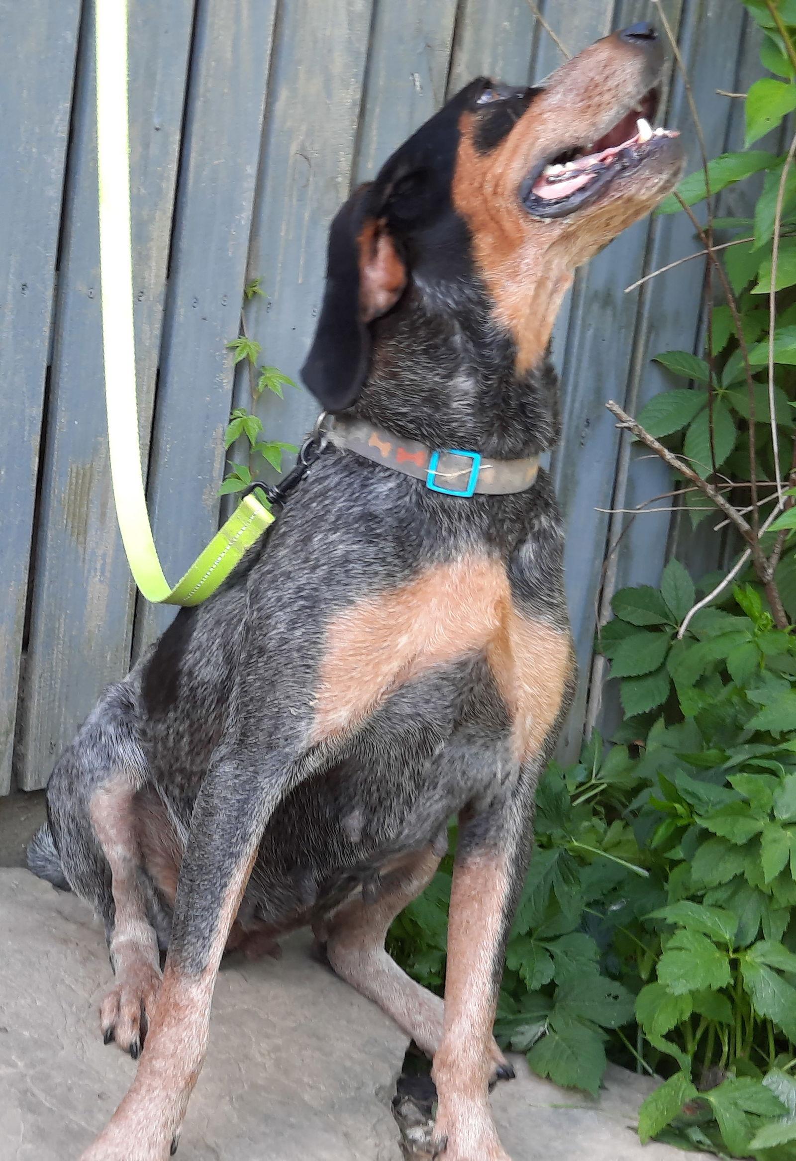 Cher, a Adoptable Bluetick Coonhound in Mcconnelsville, OH image 2/6