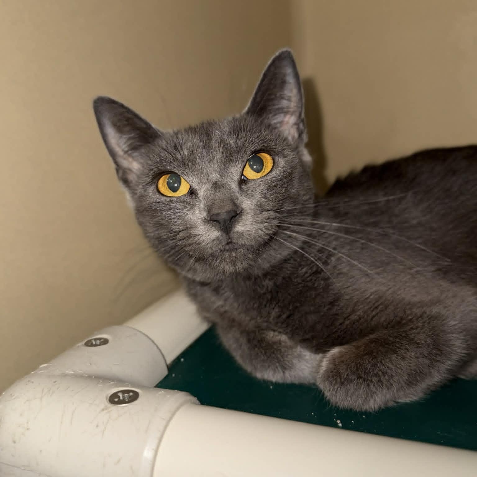 Enlarge Nissan, a ADOPTABLE mixed breed in Penn Yan, NY image 3/3