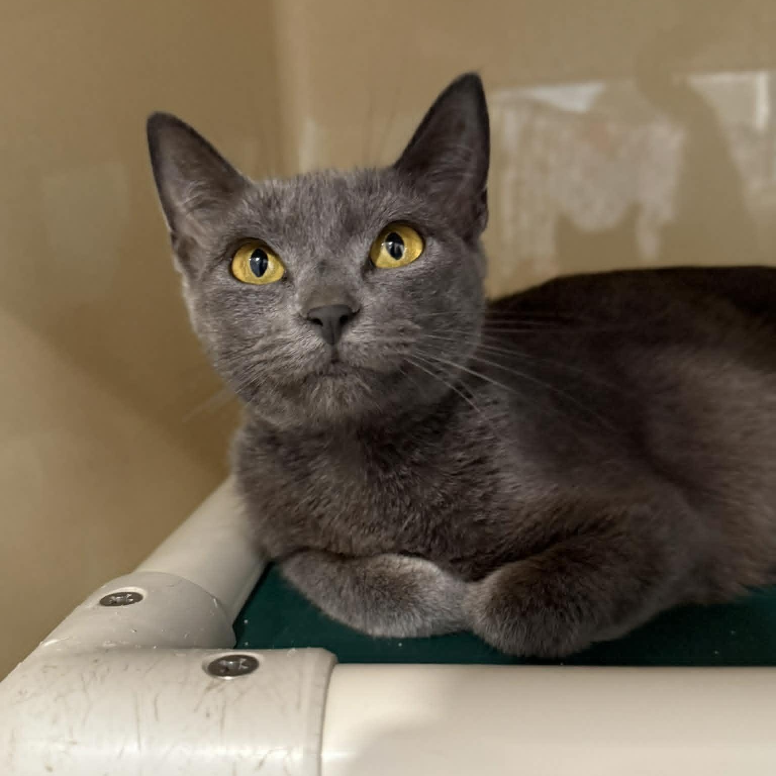 Nissan, ADOPTABLE, Young Female Domestic Short Hair.