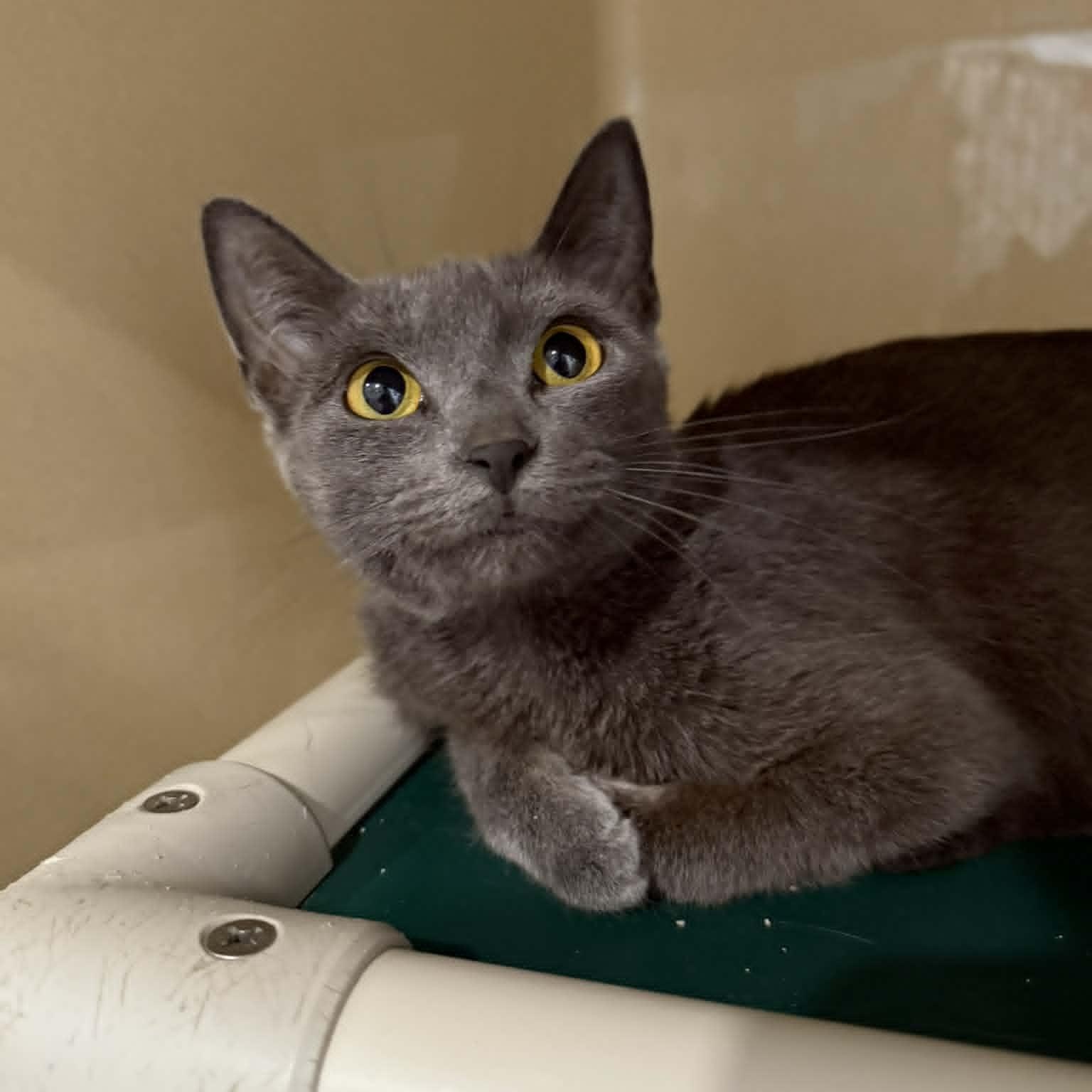 Enlarge Nissan, a ADOPTABLE mixed breed in Penn Yan, NY image 2/3