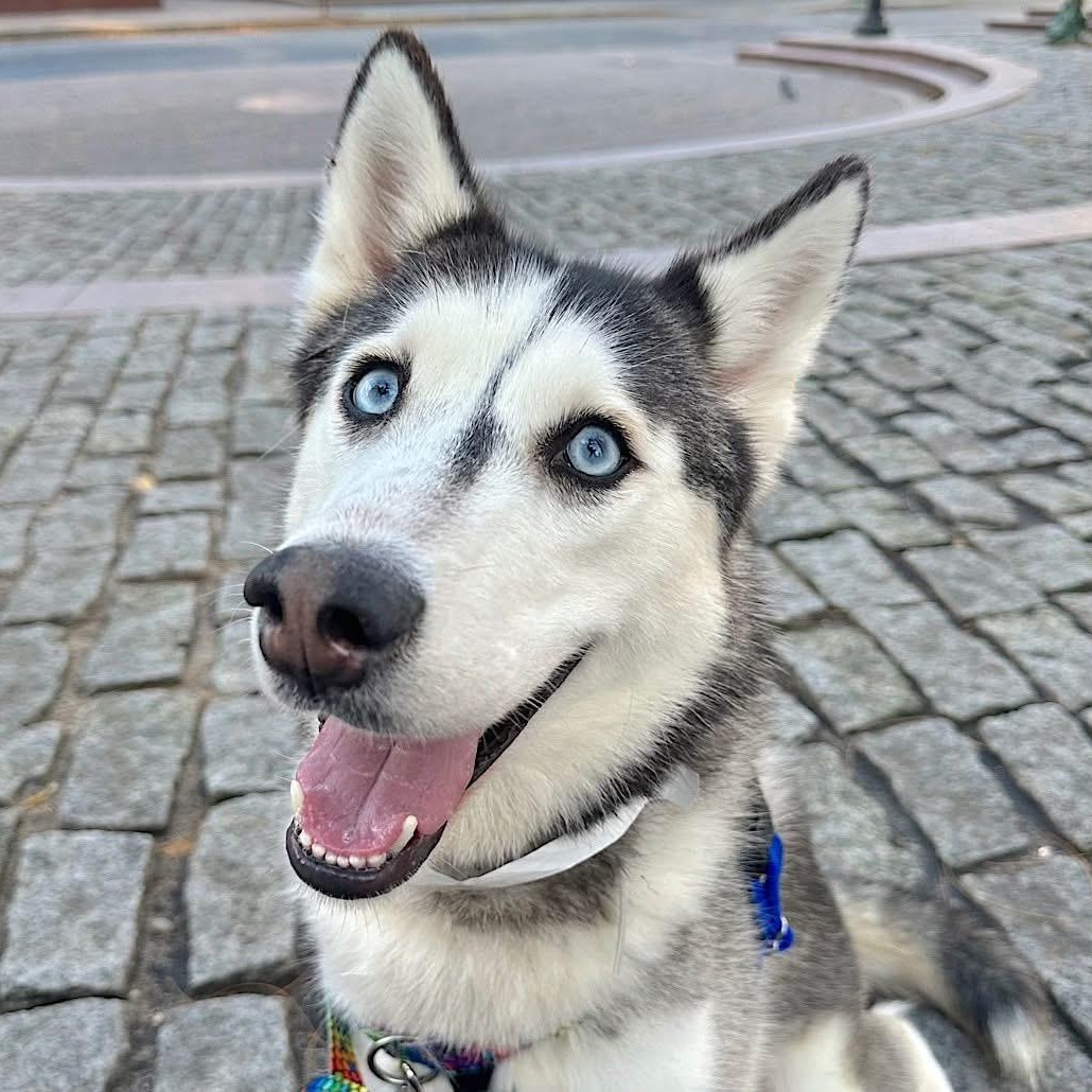 Enlarge Omaha, a Adoptable Siberian Husky in Woodstock , VT image 5/6