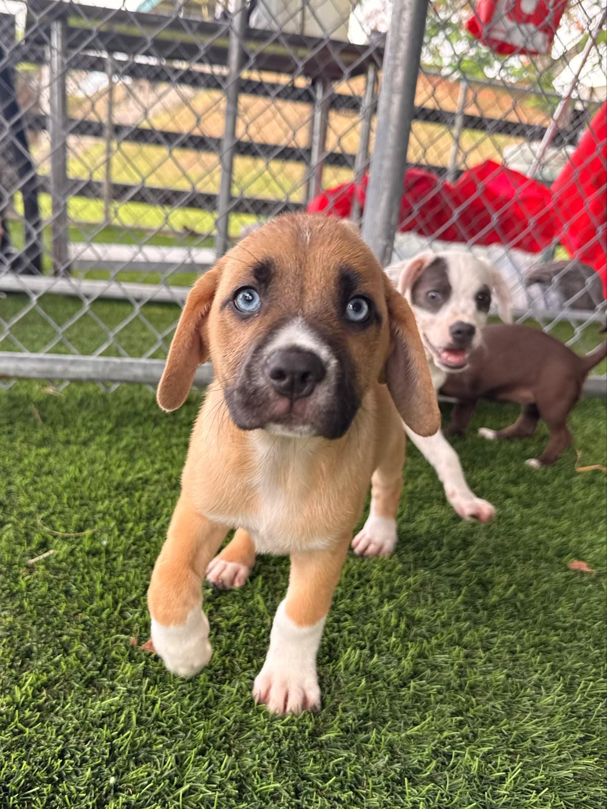 June, a ADOPTABLE Mixed Breed in Morristown, NJ image 3/3
