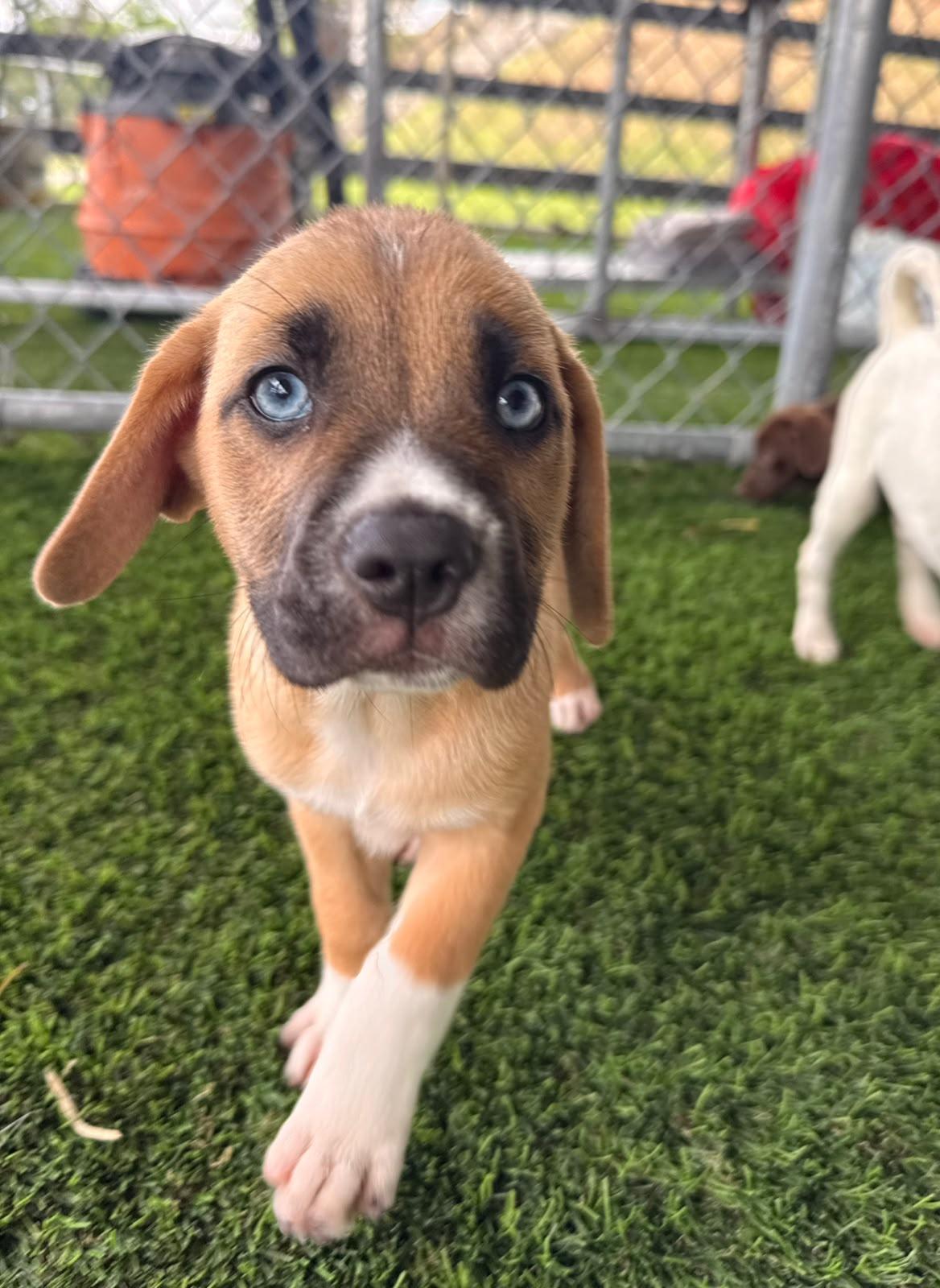June, a ADOPTABLE Mixed Breed in Morristown, NJ image 2/3