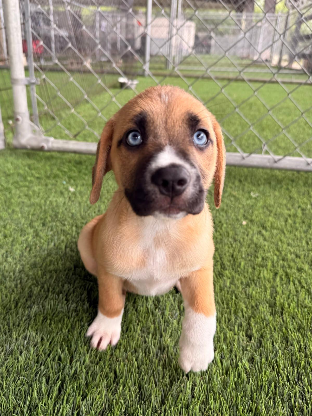 June, a ADOPTABLE Mixed Breed in Morristown, NJ image 1/3