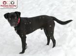 Enlarge Polo, an adopted mixed breed in Nashua, NH image 2/2