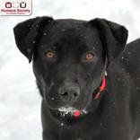 Polo, adopted, Adult Male Shepherd.