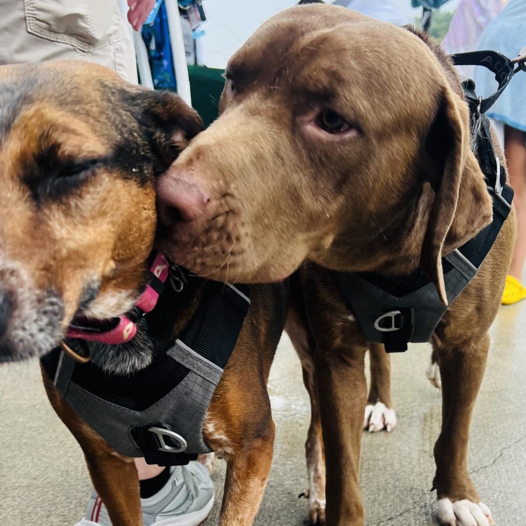 Amelia, Adoptable, Adult Female Hound & Mixed Breed.