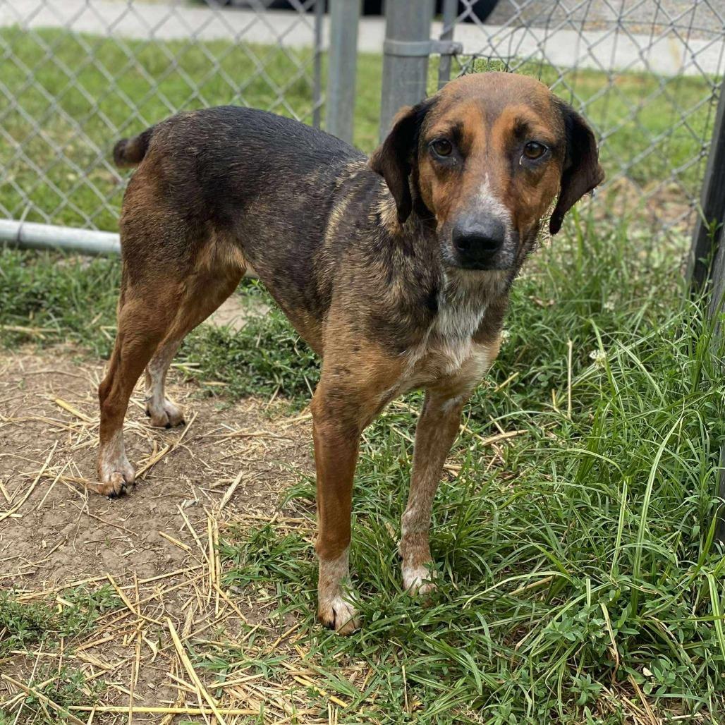 Enlarge Amelia, a Adoptable mixed breed in Caryville, TN image 5/6