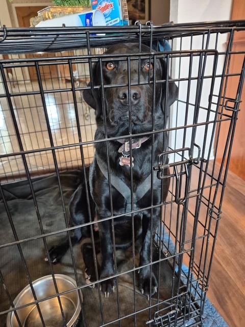 Bella, an adopted mixed breed in Corsicana, TX image 3/5