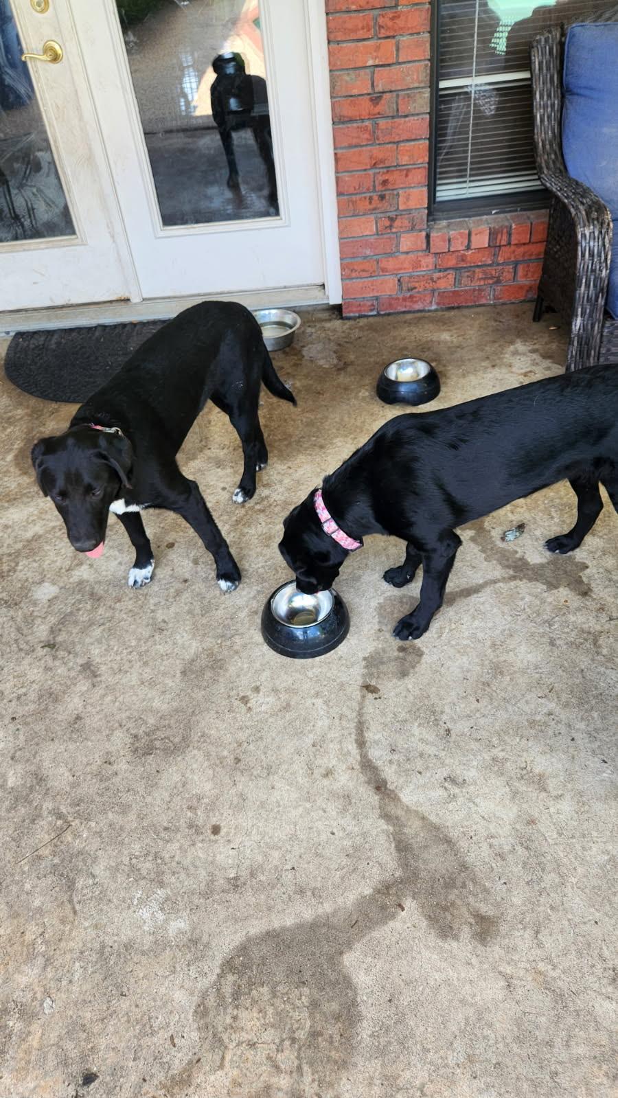 Bella, an adopted mixed breed in Corsicana, TX image 5/5