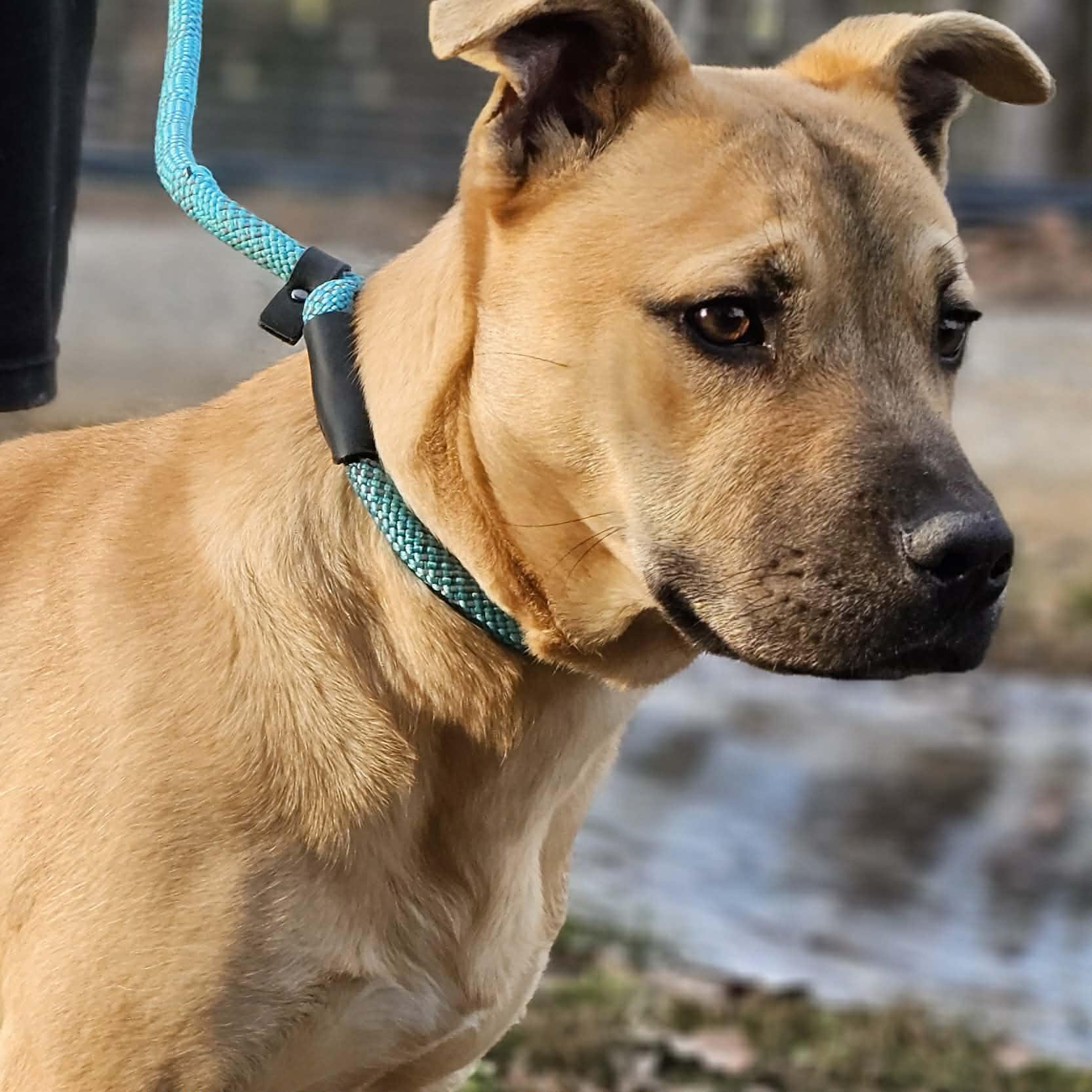 Enlarge Nacho, a ADOPTABLE Bulldog in Fort Payne, AL image 2/5