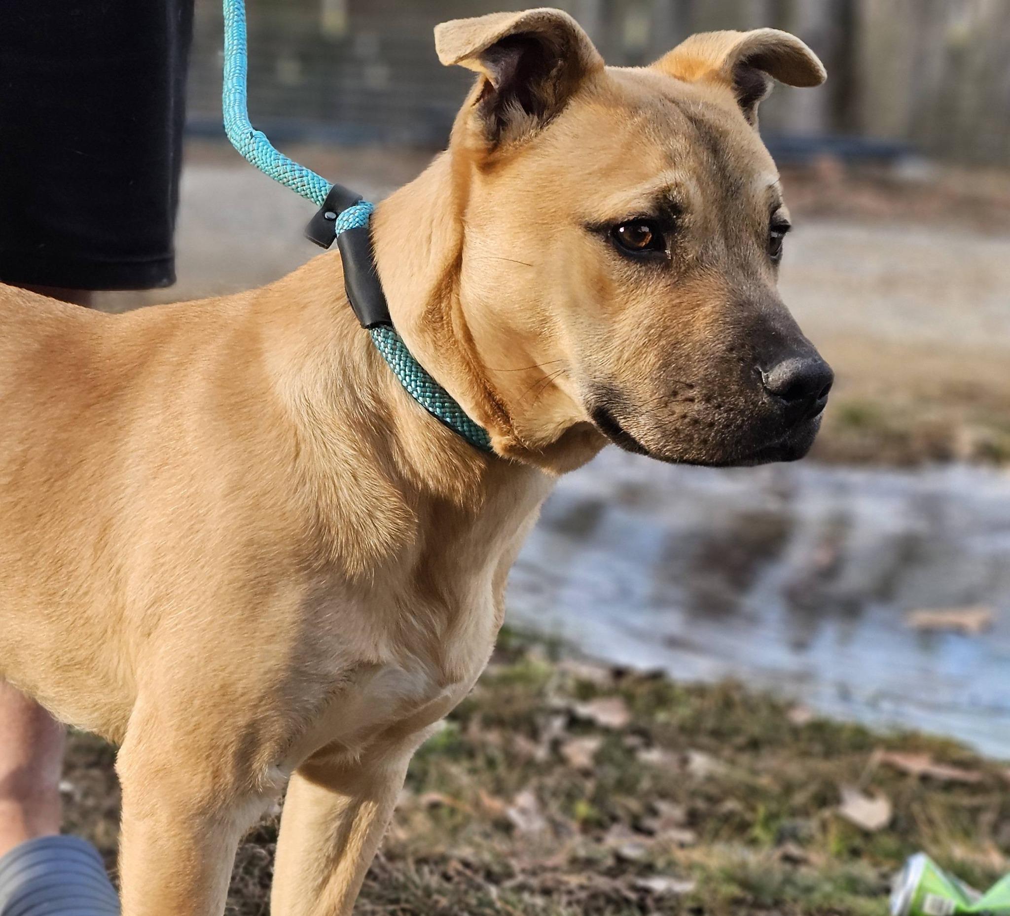 Enlarge Nacho, a ADOPTABLE Bulldog in Fort Payne, AL image 1/5