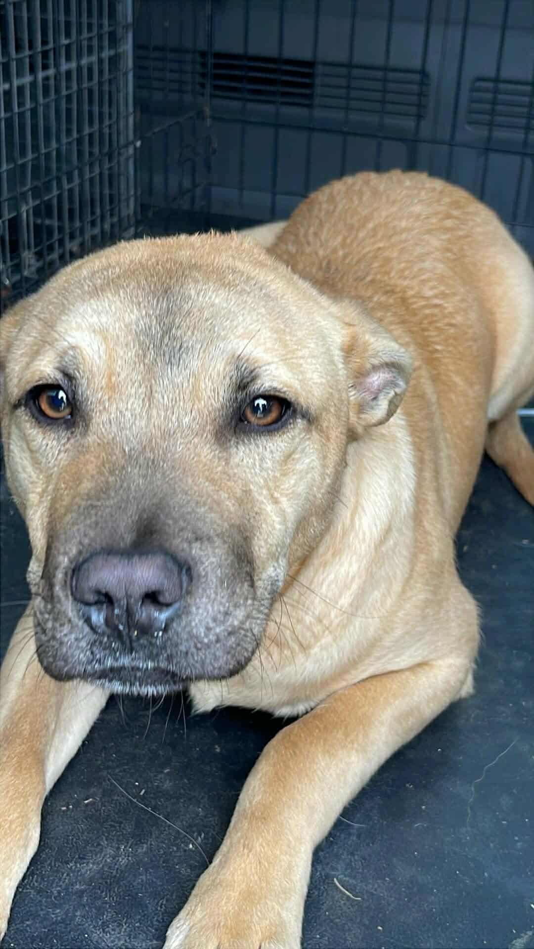 Enlarge Nacho, a ADOPTABLE Bulldog in Fort Payne, AL image 4/5