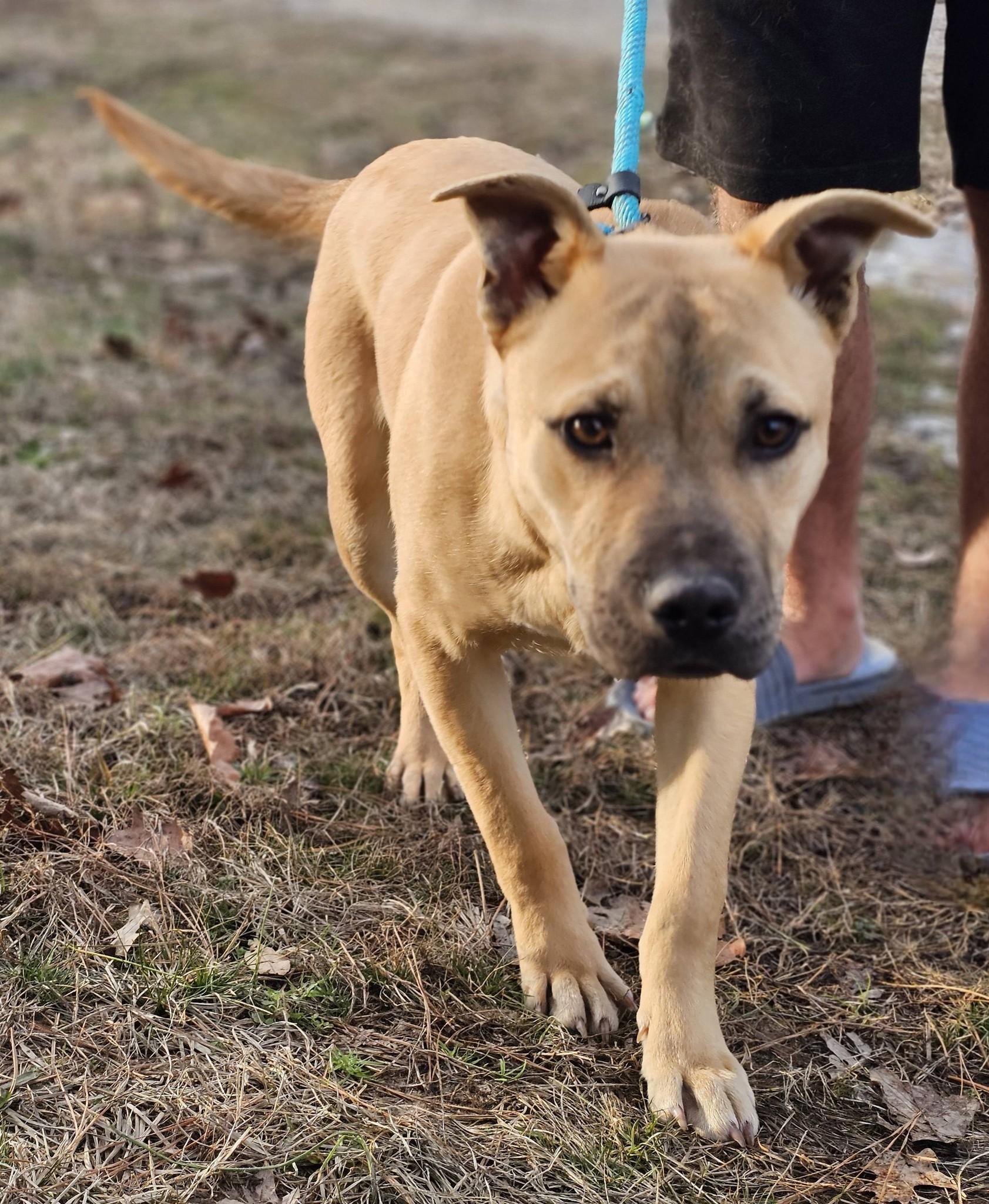 Enlarge Nacho, a ADOPTABLE Bulldog in Fort Payne, AL image 3/5